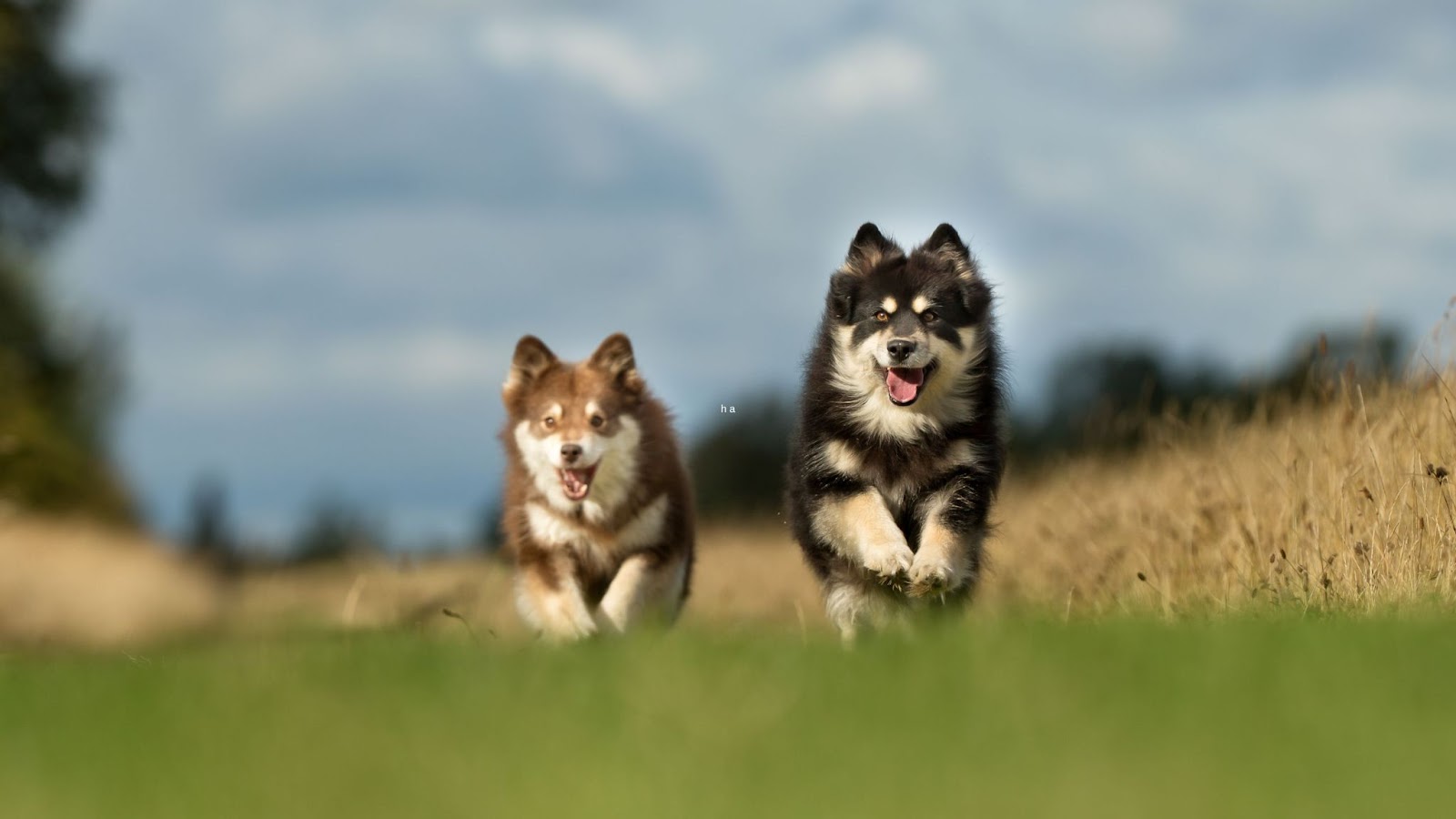 two Finnish Lapphund dogs running on grass