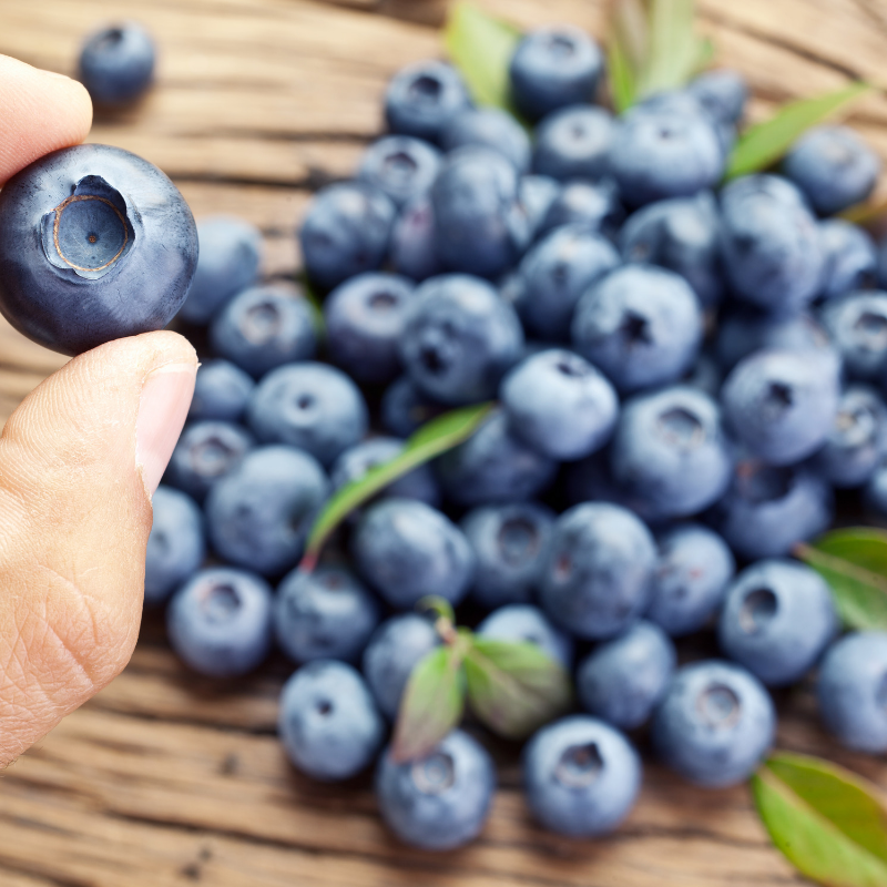How to select jumbo blueberries