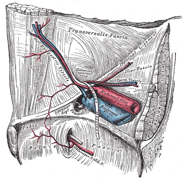 Illustrazione 2 - Chirurgia Generale