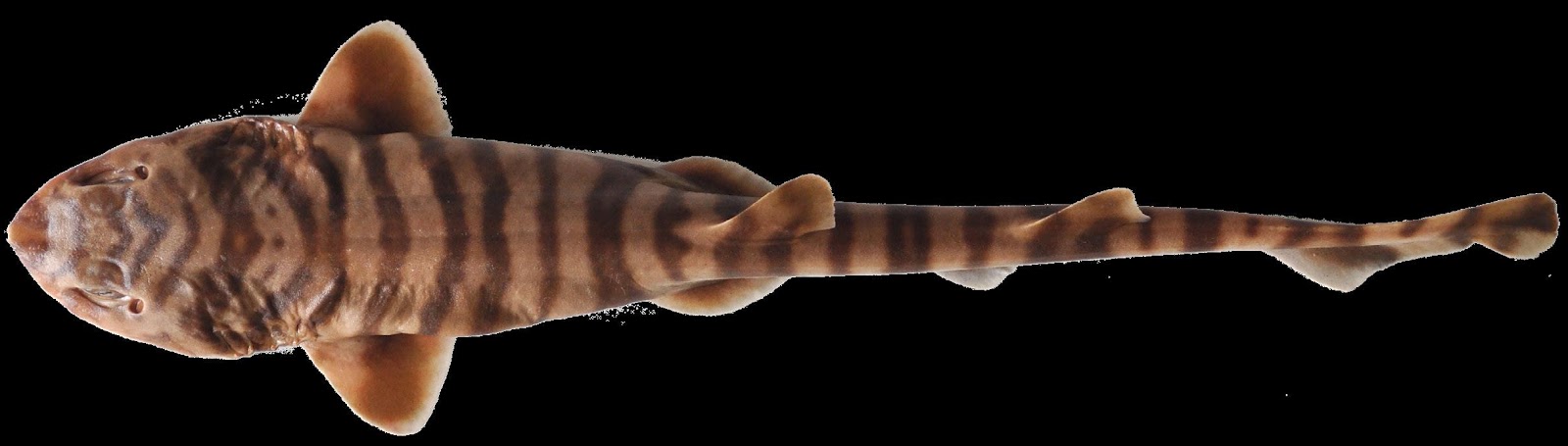 Shark Spotlight The Quagga Catshark - Issuu