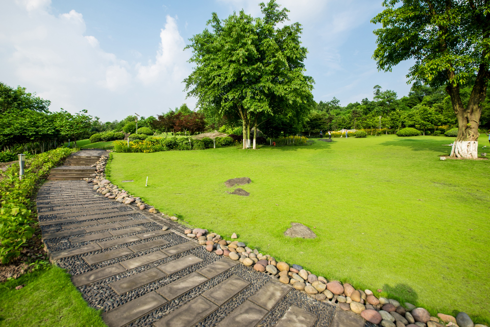 lawn grass 7