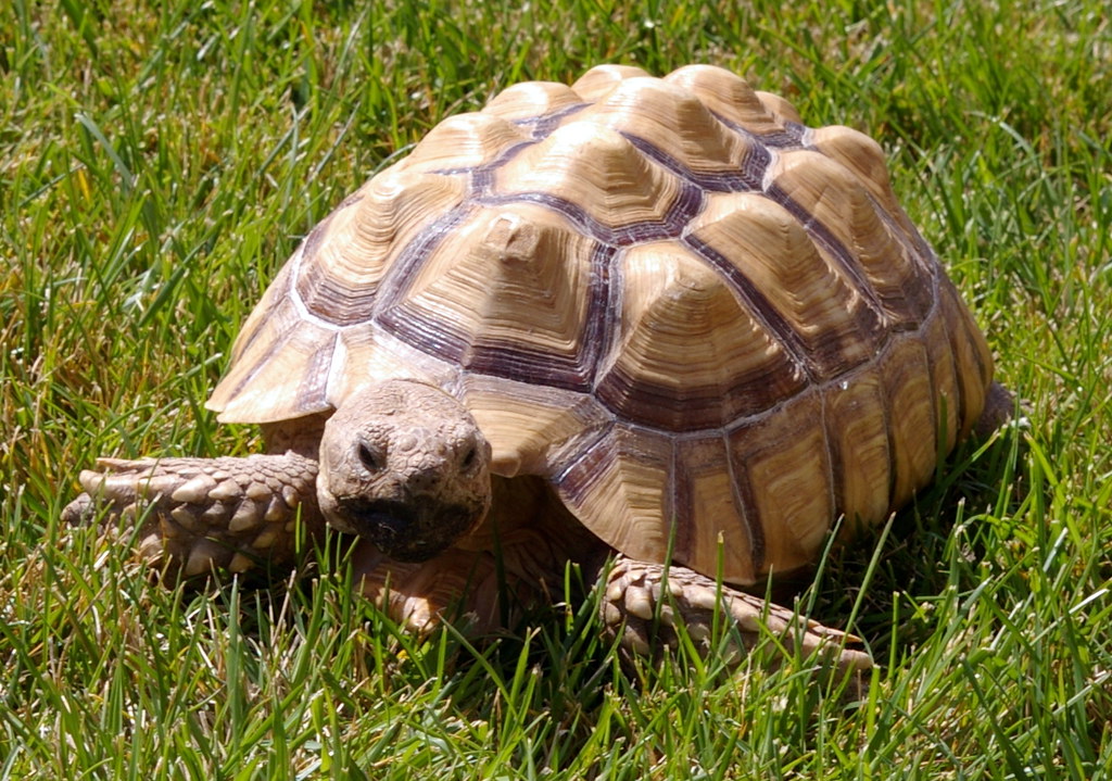 How Long Do Sulcata Tortoises Live