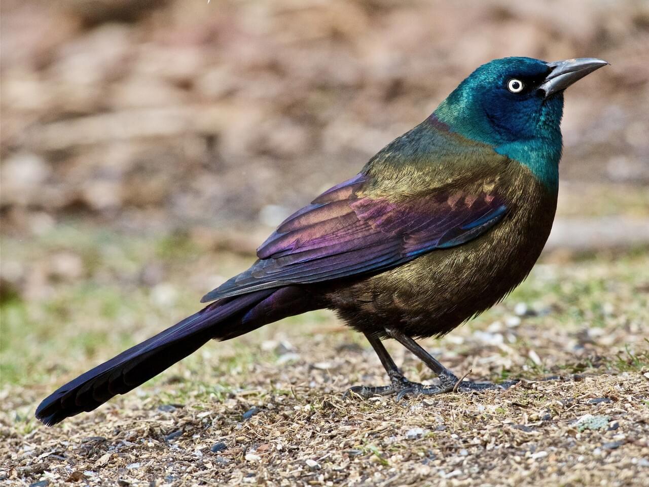 Common Grackle Adult male