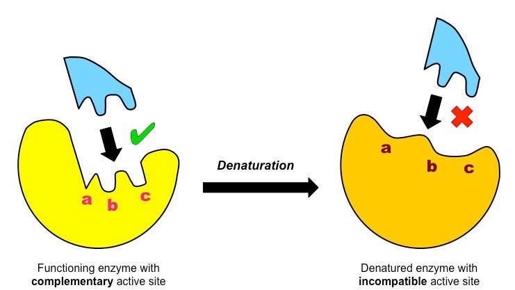 enzyme denaturation