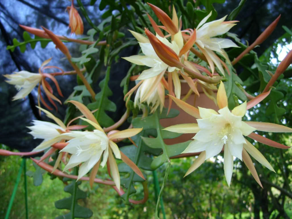 Fishbone Cactus (Epiphyllum anguliger)
