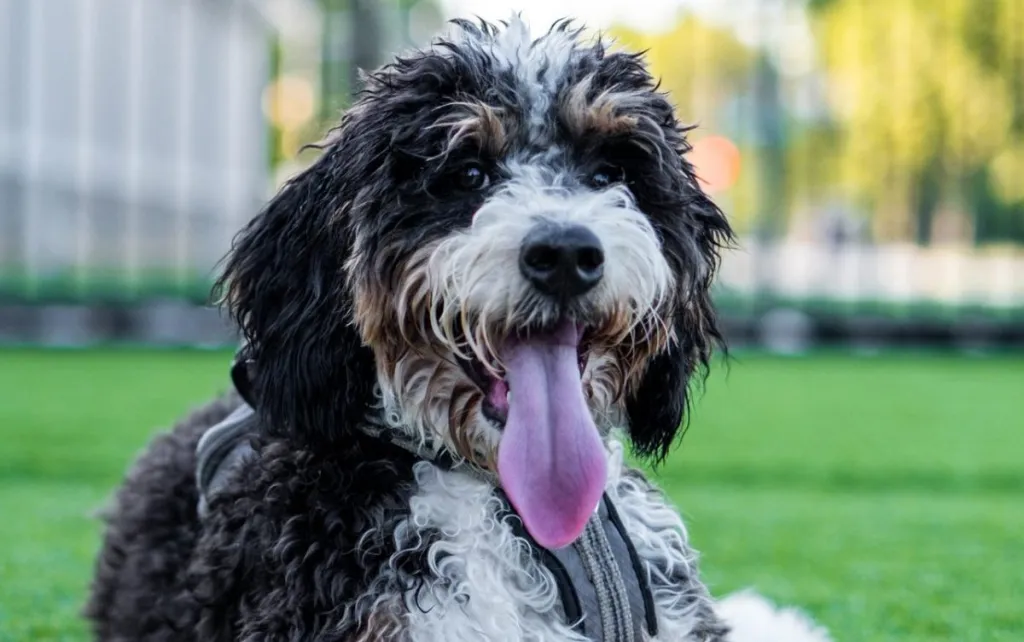 MINI BERNEDOODLE