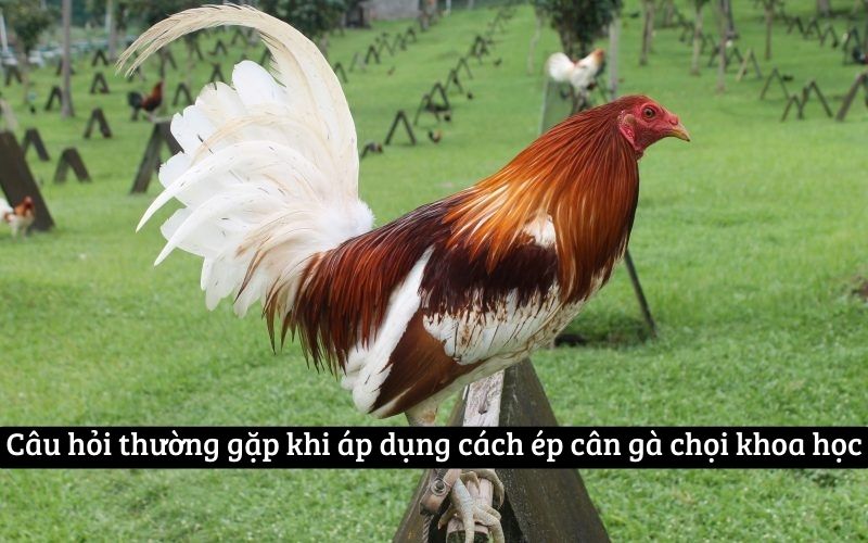 Câu hỏi thường gặp khi áp dụng cách ép cân gà chọi khoa học