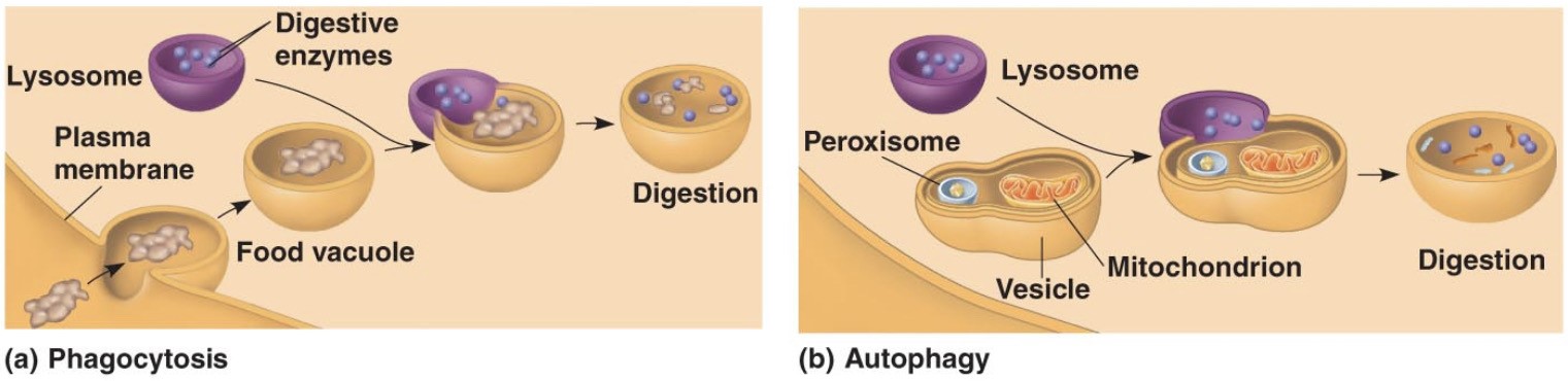 Digestive 
enzymes 
Lysosome 
Plasma 
membrane 
Digestion 
Food vacuole 
(a) Phagocytosis 
Peroxisome 
(b) Autophagy 
Lysosome 
Mitochondrion 
Vesicle 
Digestion 