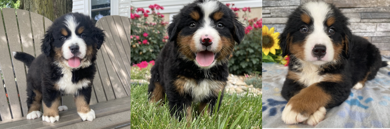 bernese mountain dog