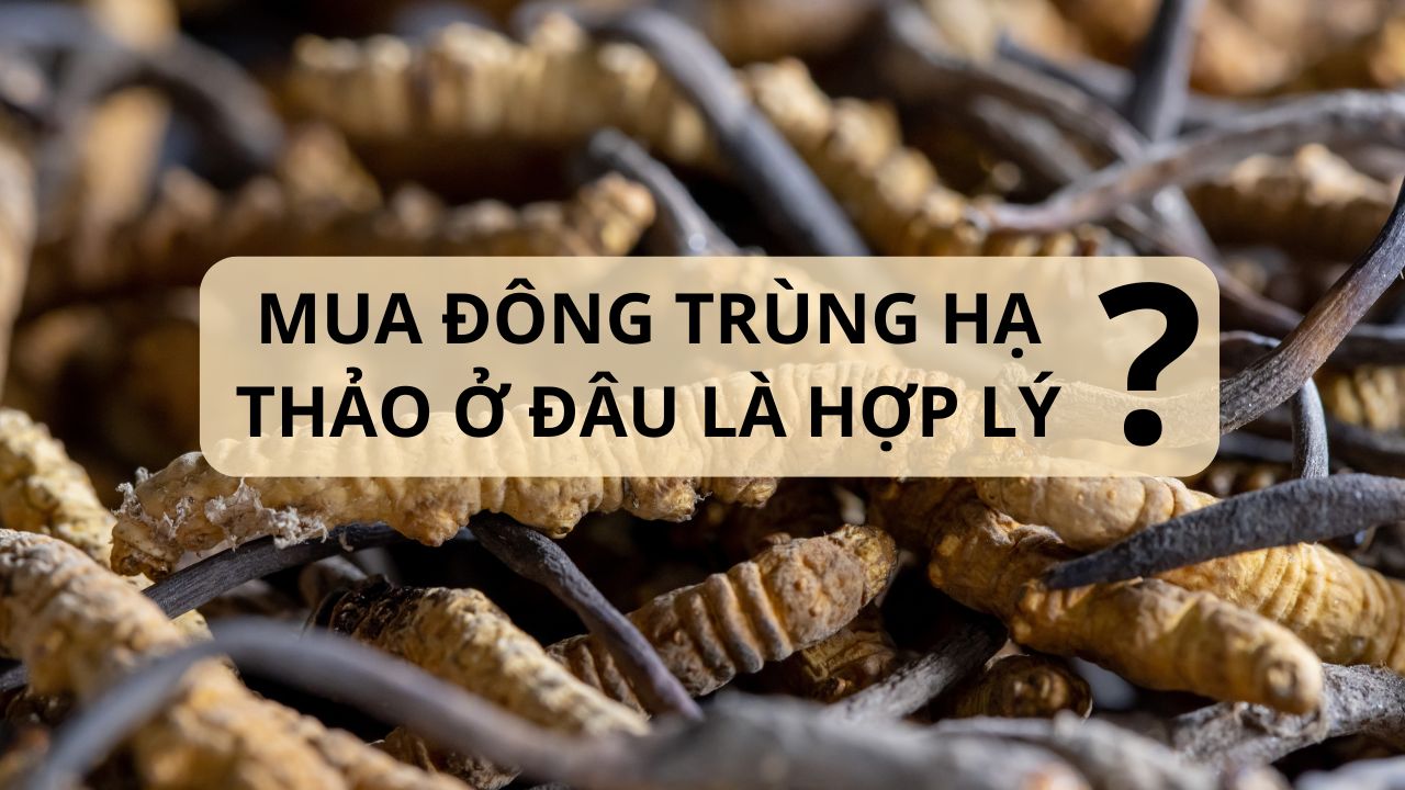 Đông trùng hạ thảo mua ở đâu