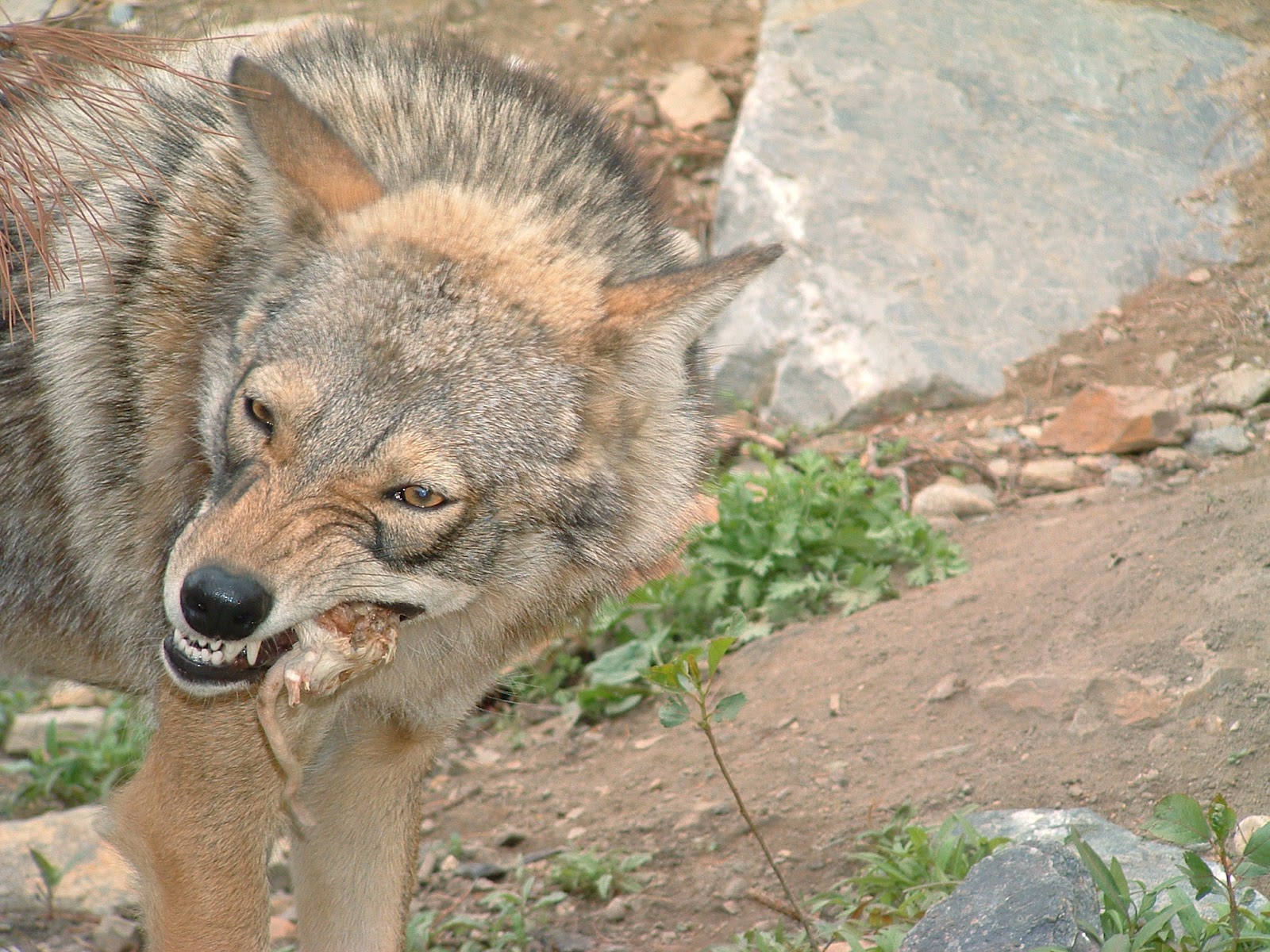An eastern coyote chewing a rat with its back teeth.