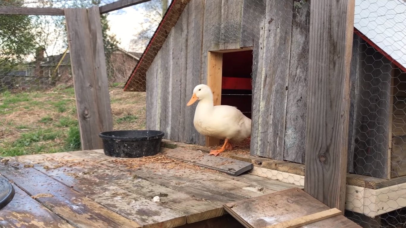 Improved Ventilation Of The Coop