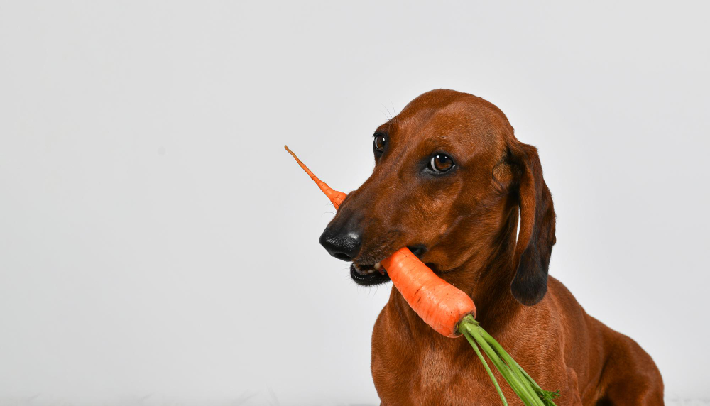 Dog eating carrot
