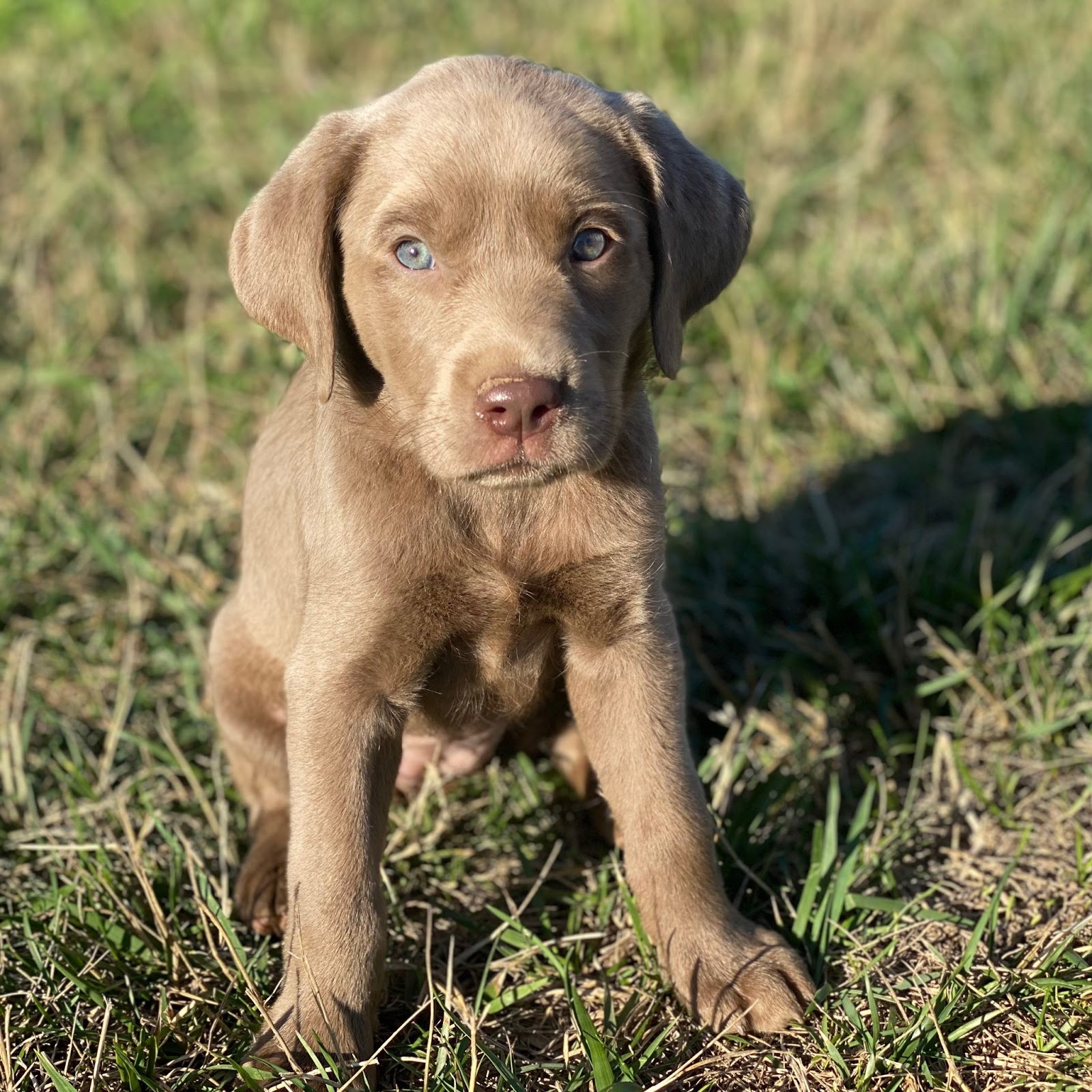 lab puppy