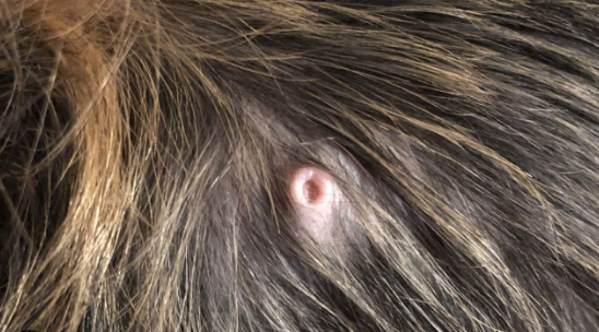 inverted nipple in dog
