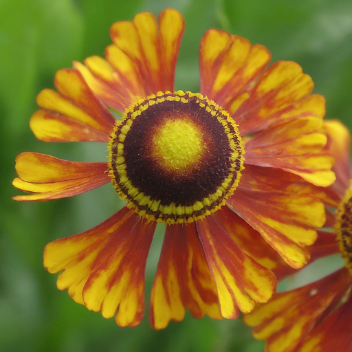 Bringing Sunshine to Your Garden: A Guide to Growing Vibrant Helenium (Smooth)