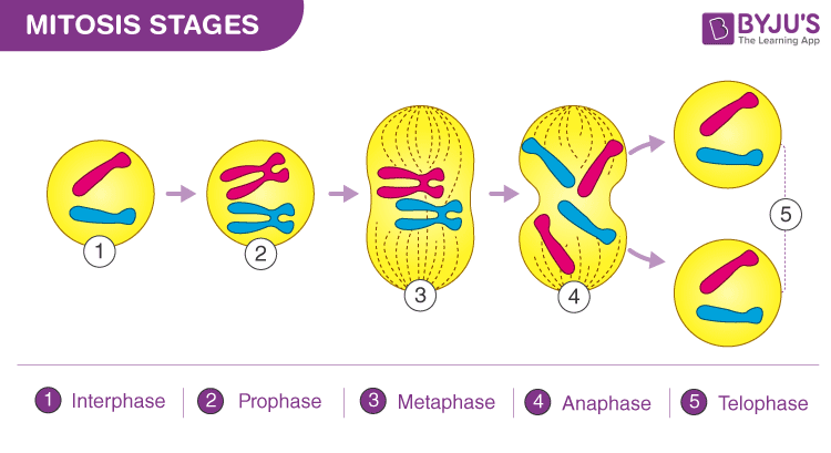 Mitosis (Definition, Diagram & Stages Of Mitosis)