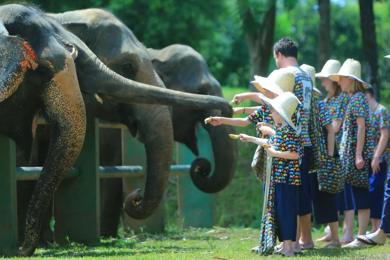 Những chú voi được huấn luyện bài bản và dịu dàng với trẻ em