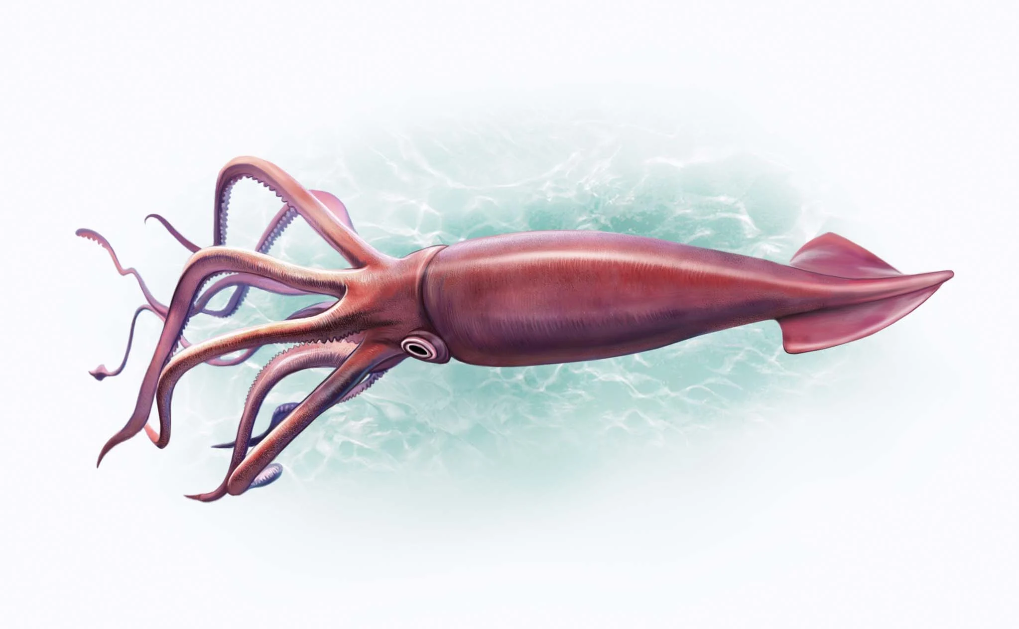 colossal squid