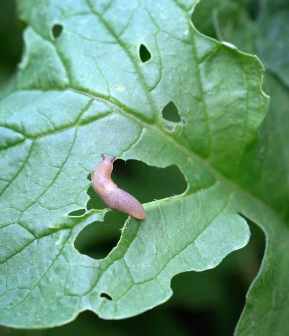 Snails and Slugs 