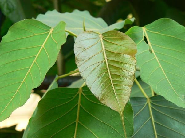 daun pohon bodhi