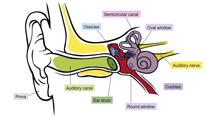 ear-labelled