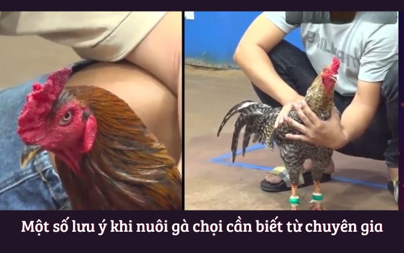 Một số lưu ý khi nuôi gà chọi cần biết từ chuyên gia