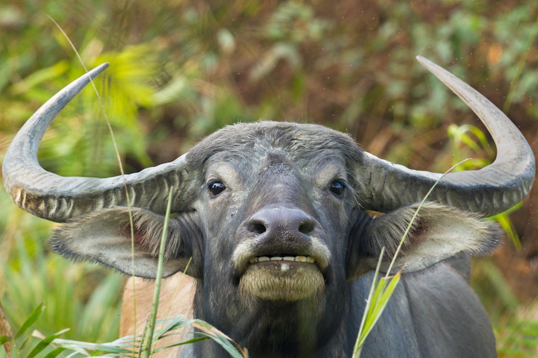 The Curious Incident of a Wild Water Buffalo in Panna | Roundglass Sustain