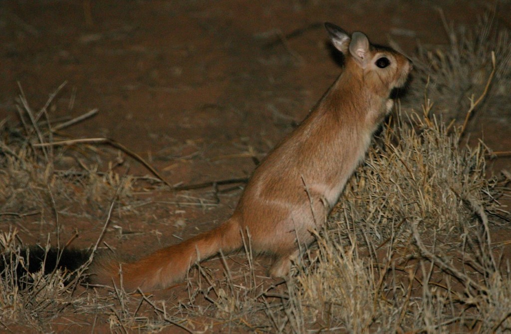 Springhare South Africa