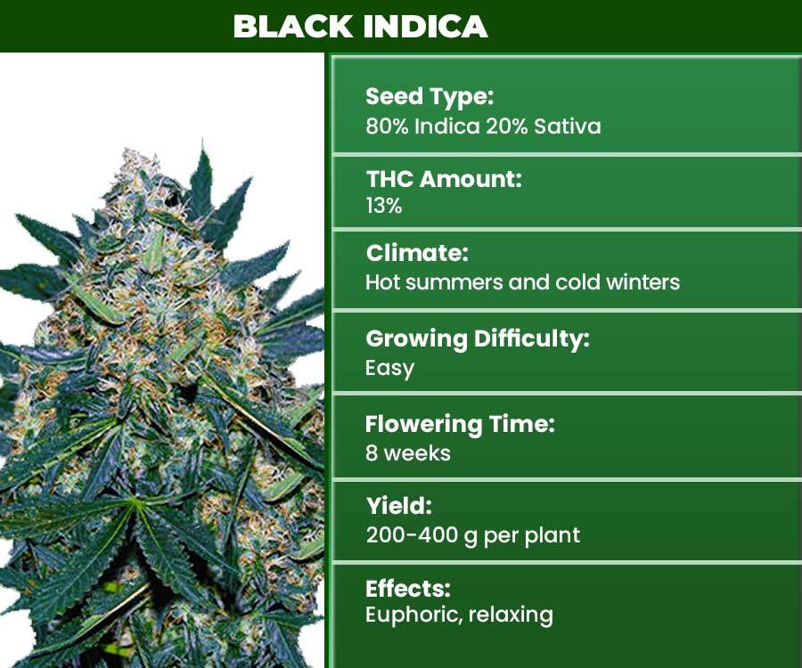 Best Indica Seeds for Sale Online in 2024 for Sleep & Pain Relief (US