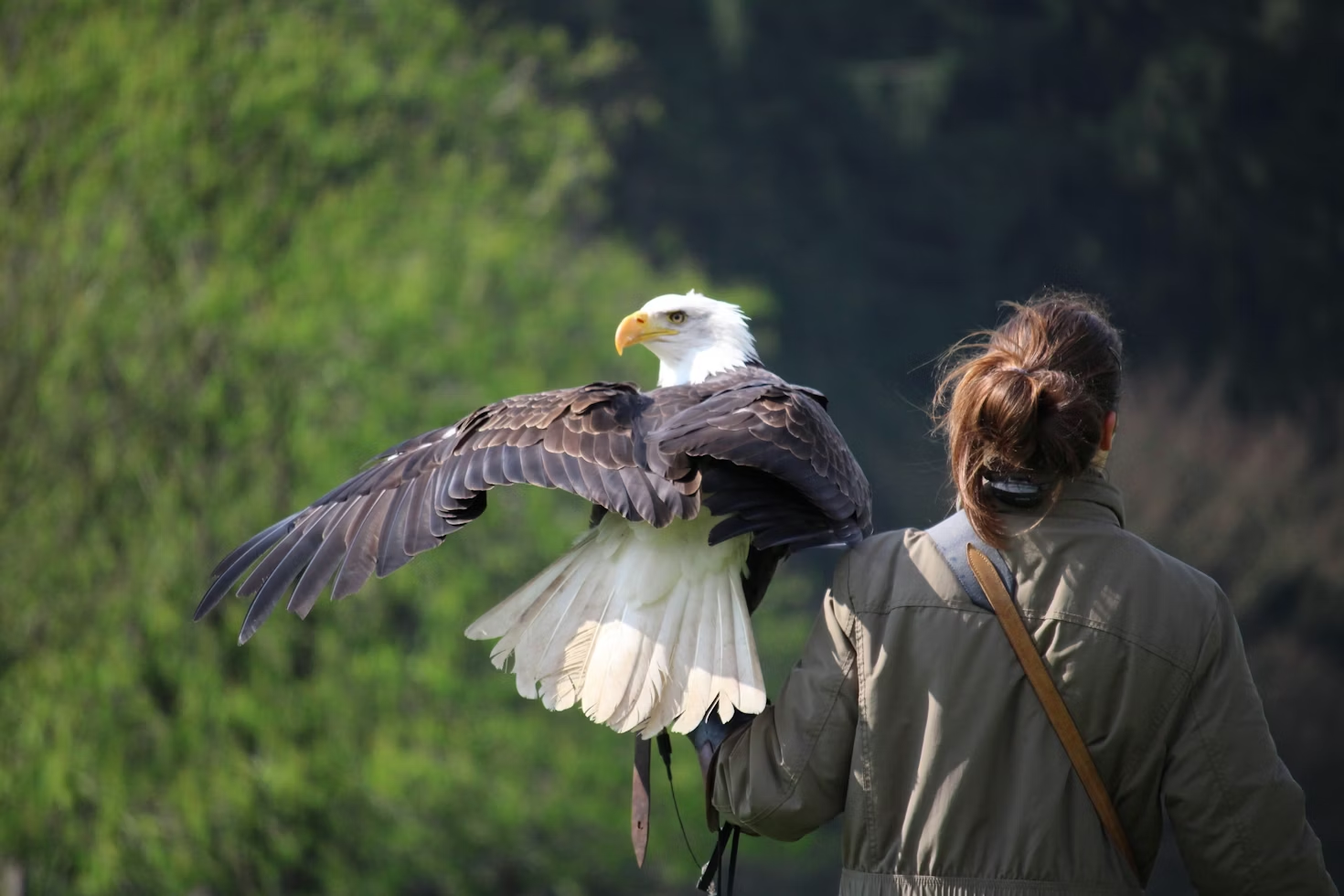 a girl with a bald eagle