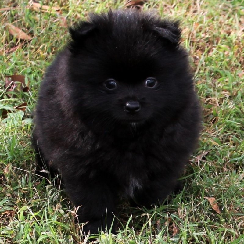 black Pomeranian puppy