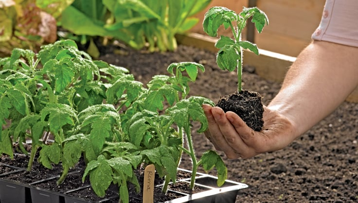 Choose the right time to plant.