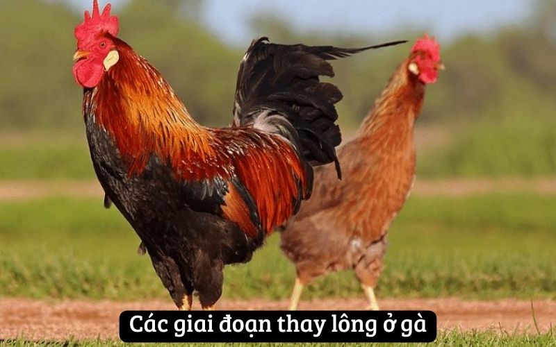 Các giai đoạn thay lông ở gà