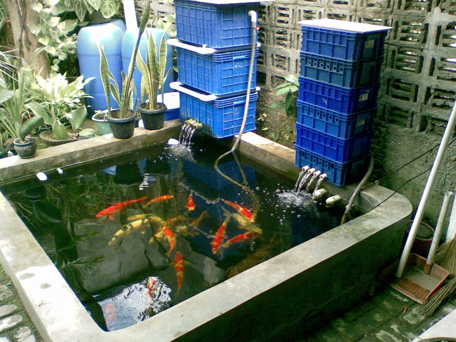 cara membuat kolam ikan dengan sistem filtrasi