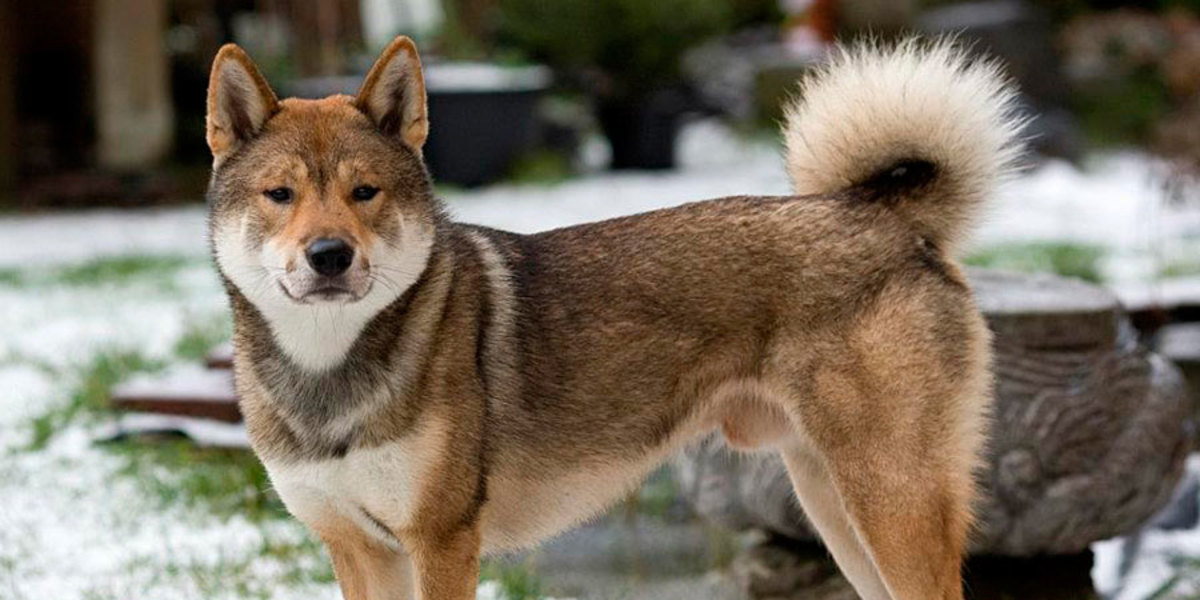 Japanese Wolf Dog
