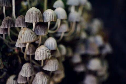 Close-up of mushrooms growing on a tree

Description automatically generated