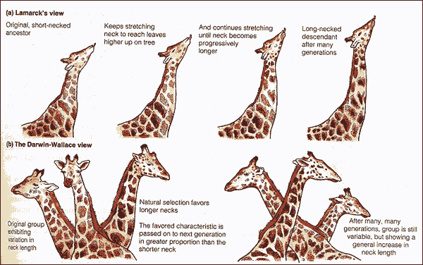 giraffe-evo