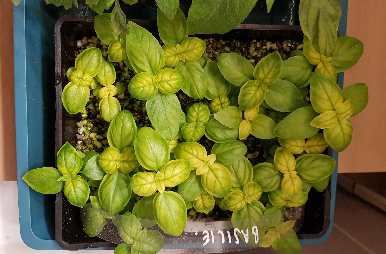 Lack of Nitrogen 