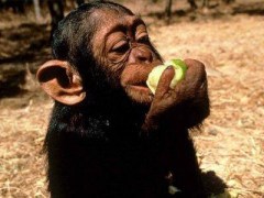 Mono comiendo manzana