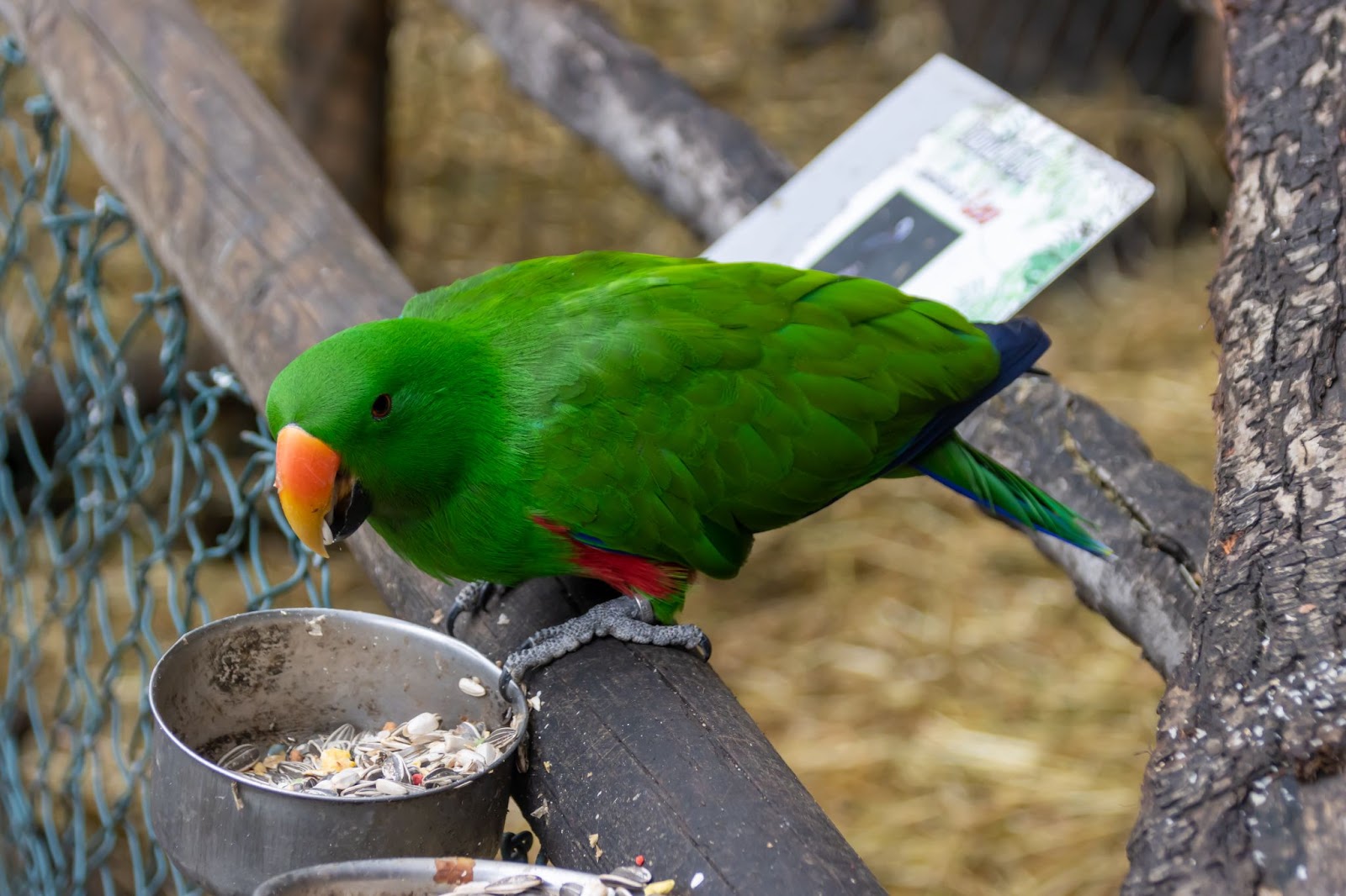 Eclectus Bird Food