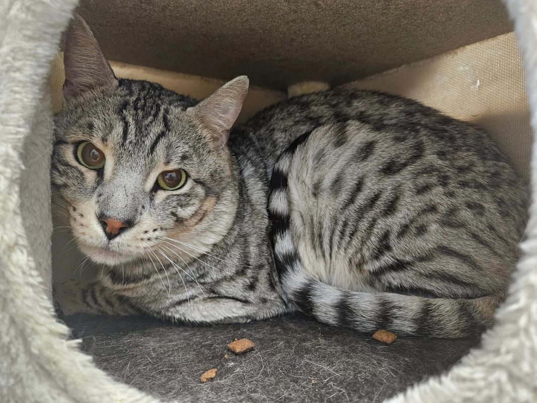 silver bengal cat