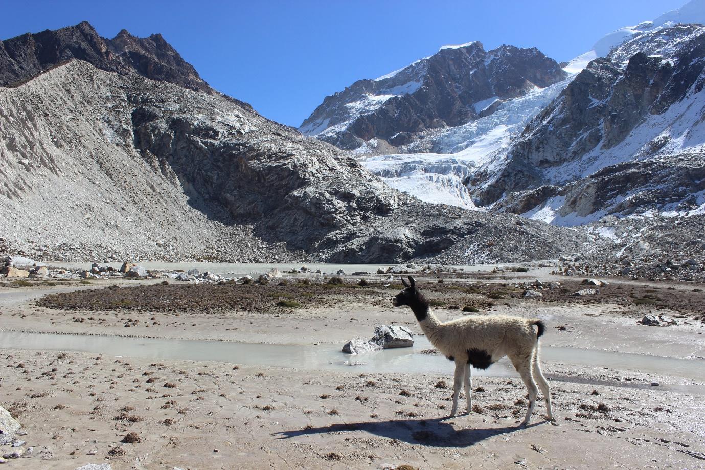 A llama standing in a rocky area

Description automatically generated with low confidence