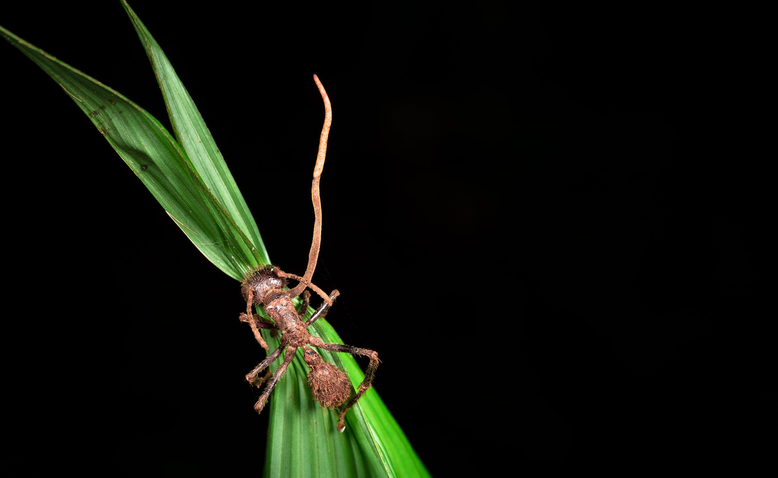 Nấm Cordyceps unilateralis ngoài tự nhiên