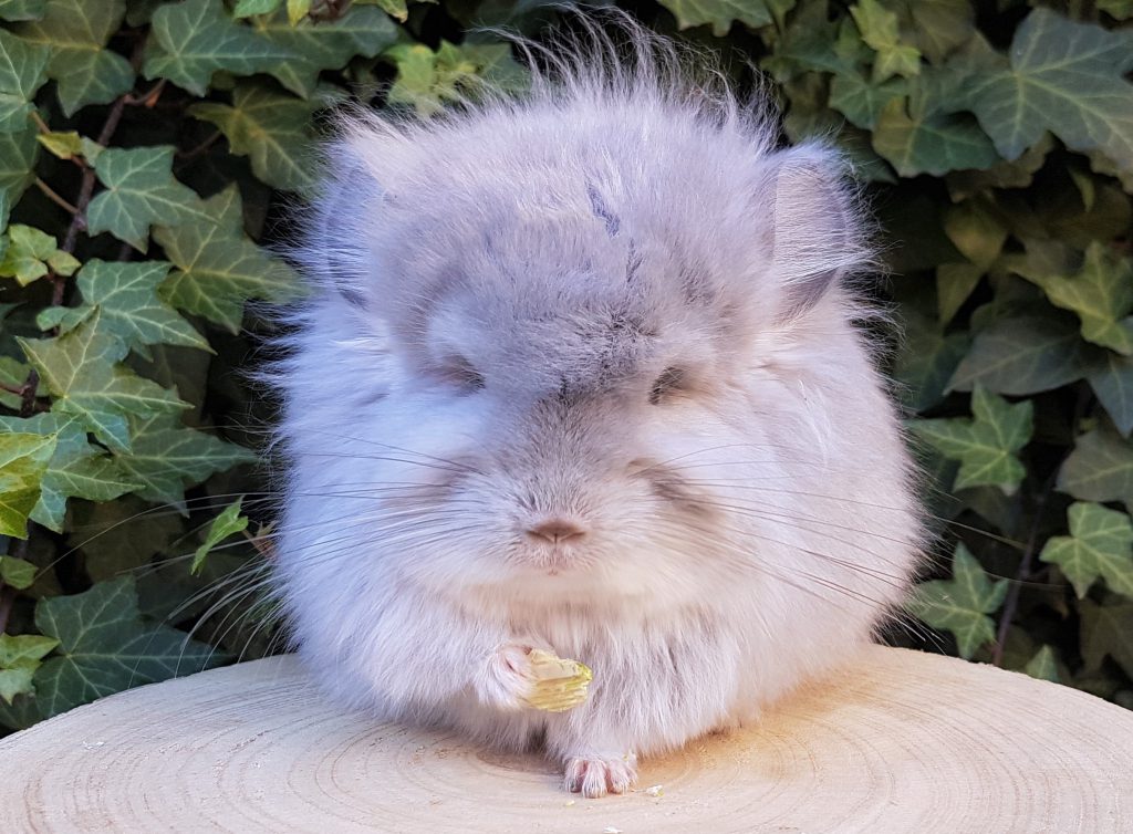 Royal Persian Angora Chinchilla