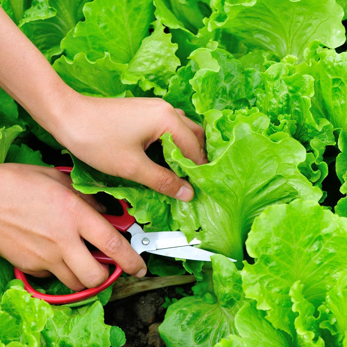 Ways to Harvest Lettuce