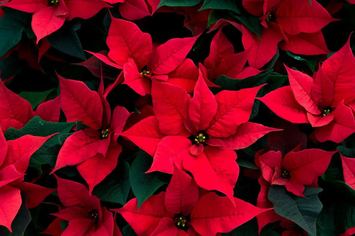 Poinsettias (Euphorbia pulcherrima)