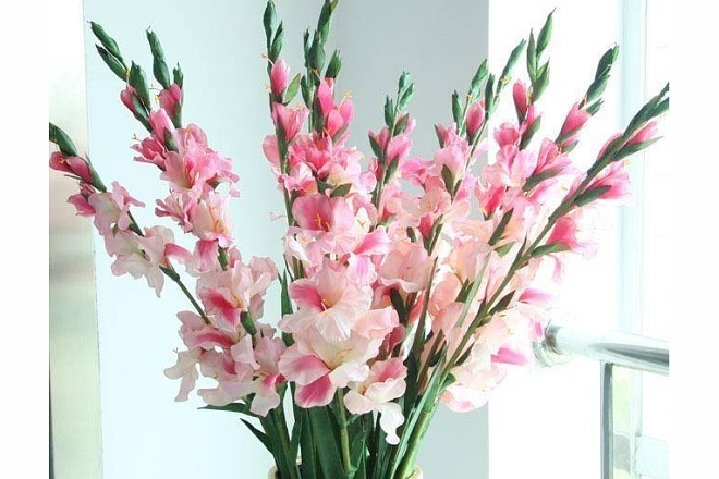 Gladiolus