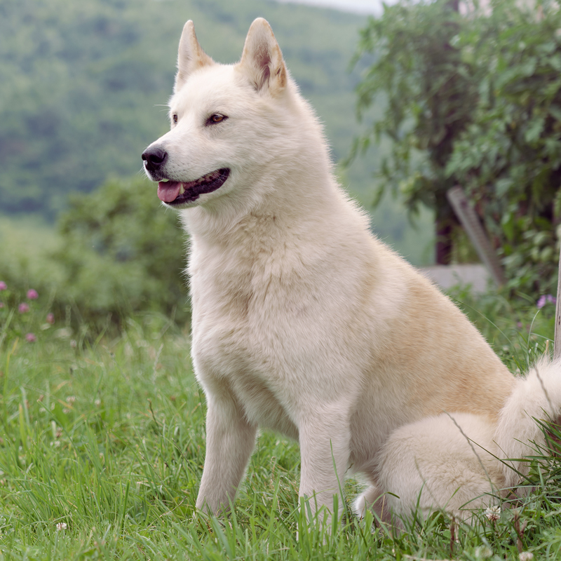 East Siberian Laika Facts - Wisdom Panel™ Dog Breeds