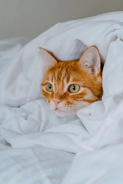 A cat lying in a blanket

Description automatically generated